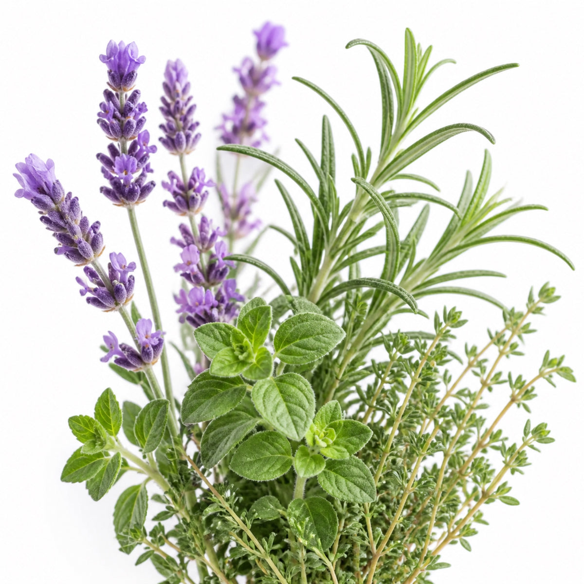 Beautiful Herb Story