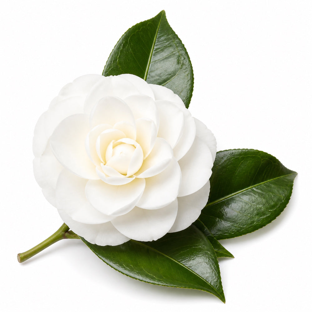 Camellia Japonica Flower Extract
