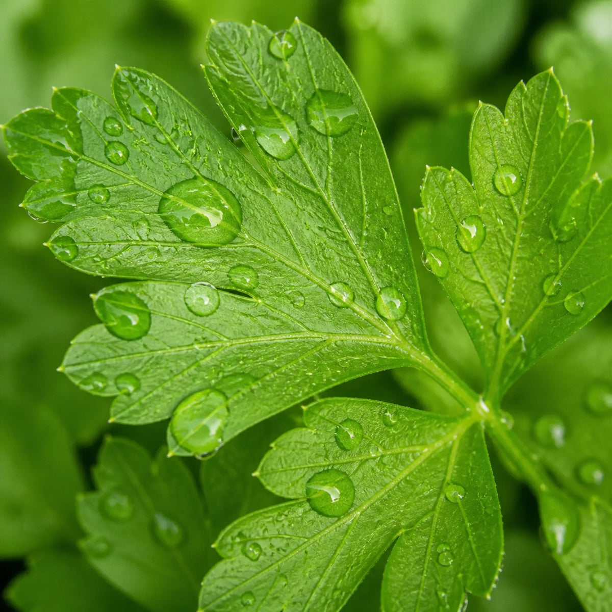 Italian Parsley Extract