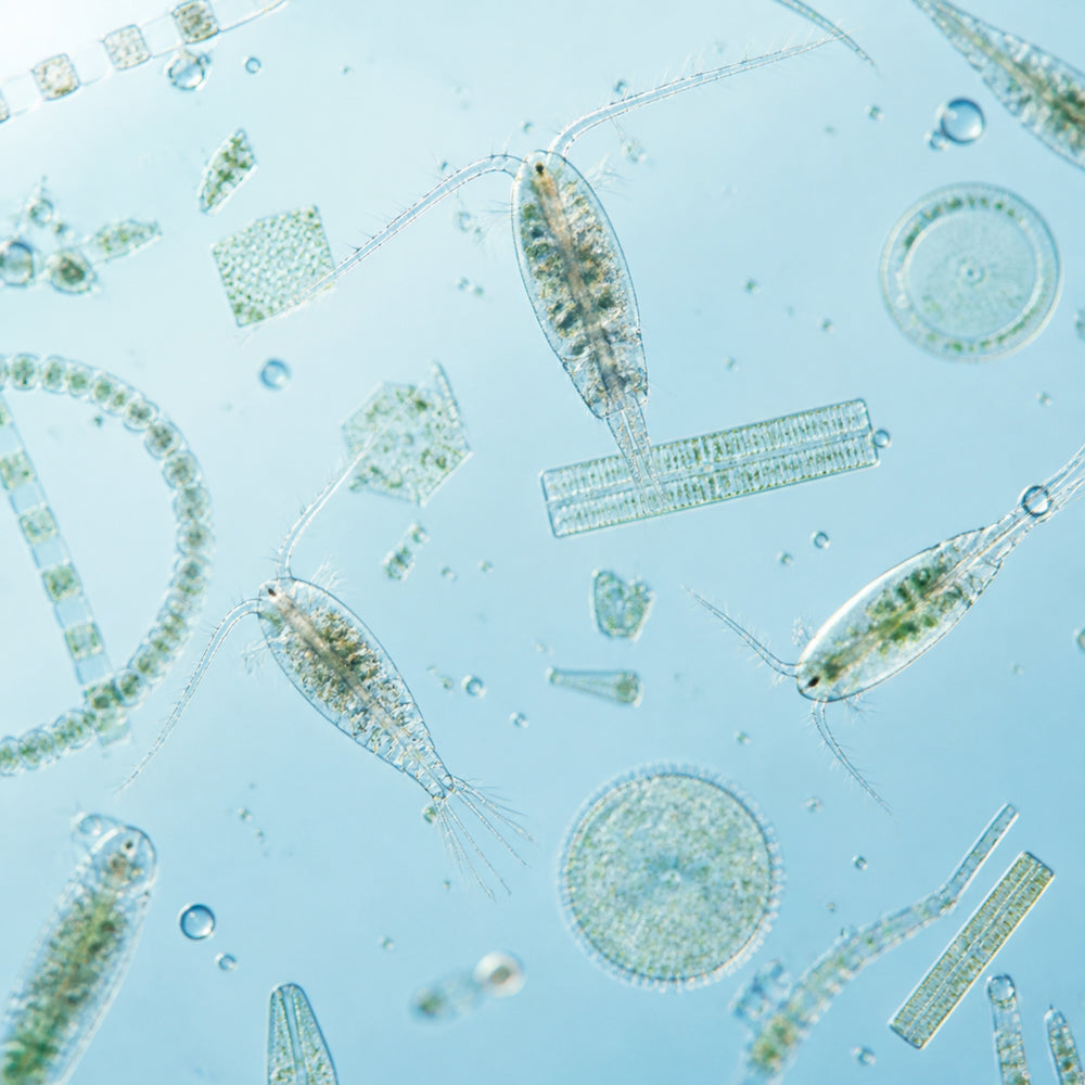 Plankton Extract
