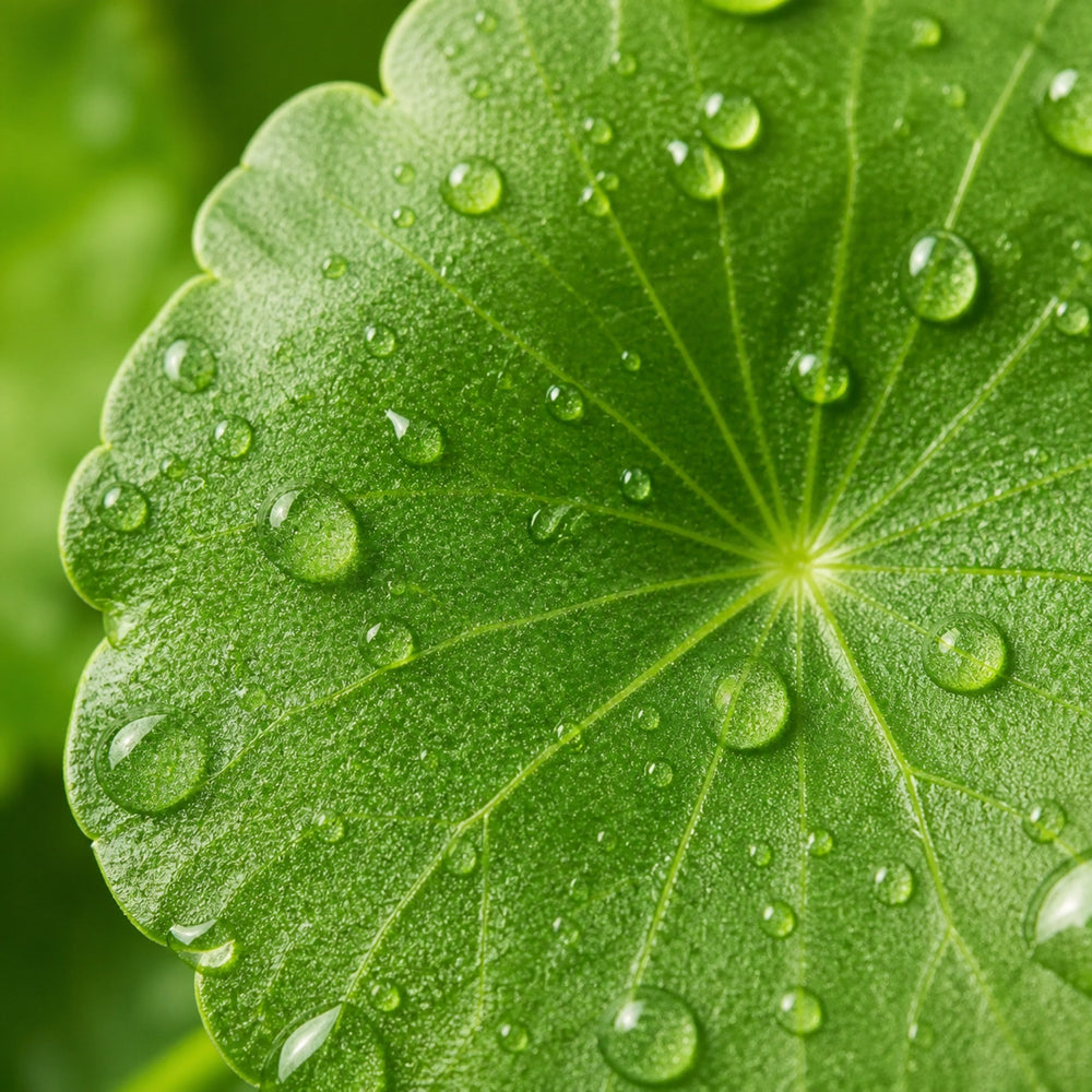 Centella Asiatica Leaf Extract