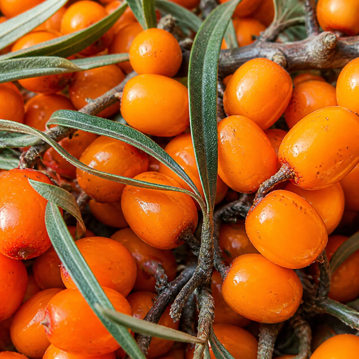 Hippophae Rhamnoides Extract